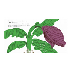 香蕉從哪裡來?(2020新版)