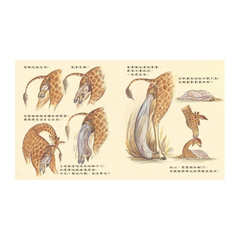 動物寶寶是怎麼出生的?