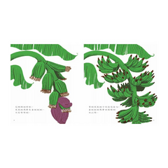 香蕉從哪裡來?(2020新版)