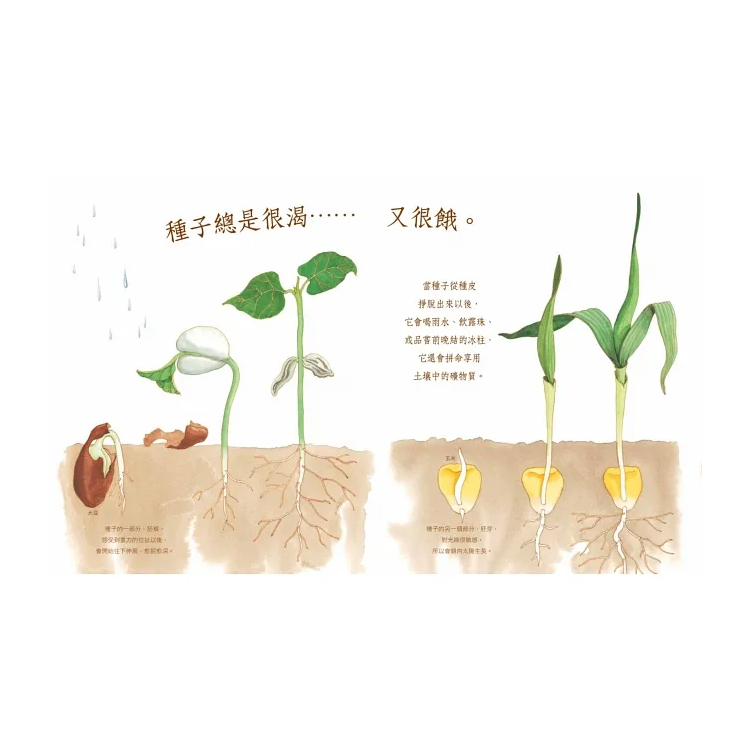 自然科核心素養最佳讀物 大自然繪本套書1【暢銷紀念版】（沉睡中的種子＋活生生的石頭＋害羞的甲蟲）